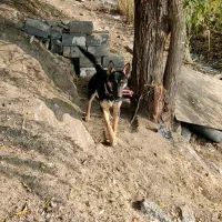 سگ ژرمن 7ماه جنسیت نر|سگ|مهاباد (آذربایجان غربی), |دیوار