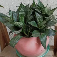 گلهای طبیعی