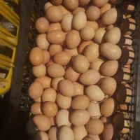 تخم مرغ محلی نژادجونیور