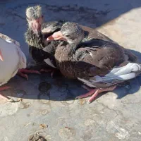 جوجه برا دستی کردن|پرنده|زرند, |دیوار