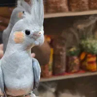 عروس هلندی نر دستی دستی مست