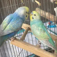 مرغ عشق نر رینبو