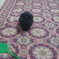 واگذاری گربه ژاپنی|گربه|نیشابور, گنبد سبز|دیوار