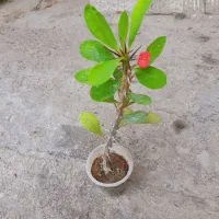 گل گل گل