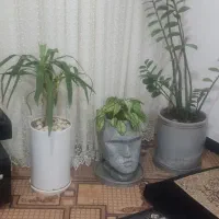 3عدد گل به فروش میرسد