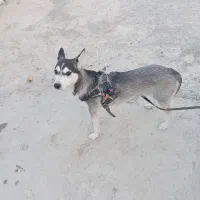 سگ هاسکی توله نژاد اصلی