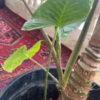 گل بابا آدم|گل و گیاه طبیعی|فردیس, فردیس|دیوار