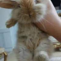 خرگوش لوپ دوماهه|موش و خرگوش|فولادشهر, C4|دیوار