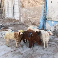 بره