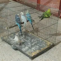 مرغ عشق