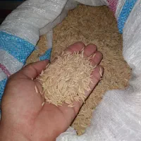 شالی بزری فجر