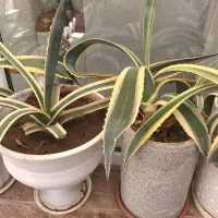 گل زیبا و کمیاب آگاو ابلق