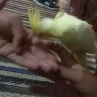 عروس هلندی چشم قرمز|پرنده|چابهار, |دیوار