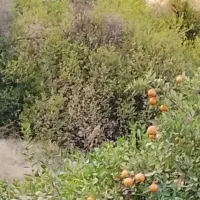 کود حیوانی تحویل فوری