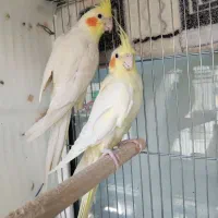 جفت عروس هلندی لوتینو مولد و جوان|پرنده|تهران, تهرانسر مرکزی|دیوار