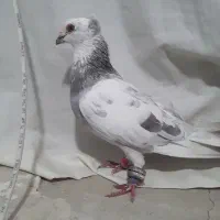 کفتریهودی نرسرخ وسار|پرنده|صادق آباد, |دیوار