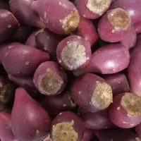 میوه کاکتوس