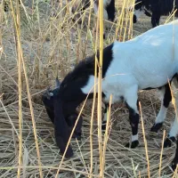 بز افغانی نر|حیوانات مزرعه|خرمشهر, |دیوار