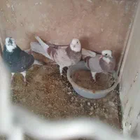 کبوتر