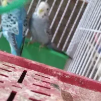 مرغ عشق باتمام وسایل|پرنده|ایرانشهر, |دیوار