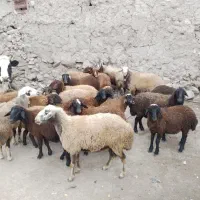 گوسفندمیش شیشک‌ و بز نمونه