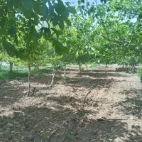 ۱۰۰۰مترباغ بااب