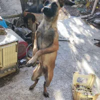 توله سگ مالینویز ماده|سگ|جیرفت, |دیوار