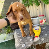 سگ نزاد دار