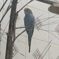 مرغ عشق نر و جفت فنچ مولد|پرنده|زابل, |دیوار