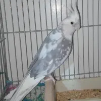 عروس سفید کت توسی|پرنده|قم, زند آباد|دیوار