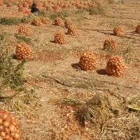 زمین-برای-نصفه-کاری-زعفران