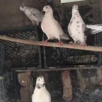 کبوتر پرشی