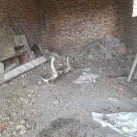 قوغاز‌