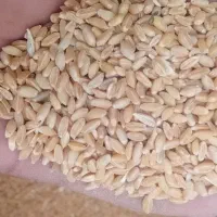 گندم نان