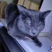 بریتیش فروشی