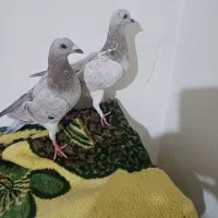 کفتر سار