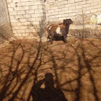 گوسفند|حیوانات مزرعه|بیرانوند, |دیوار