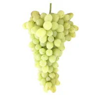 فروش انگور درجه یک
