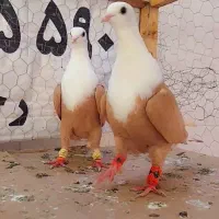 کبوتر جفتی