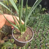 گل نرگس عطری پر ریشه پیاز قوی و درشت گل دار|گل و گیاه طبیعی|شلمان, |دیوار