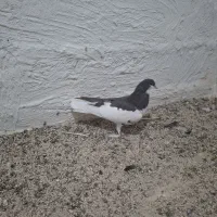 کبوتر|پرنده|شبانکاره, |دیوار