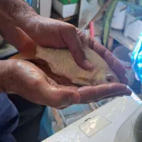 بارب حلب البینو و معمولی