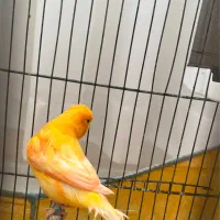 قناری رِد فکتور