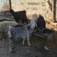 چپش جفتی 8200