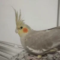 عروس هلندی ماده|پرنده|شریفآباد, |دیوار