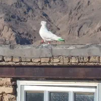 کبوتر سفید شیر