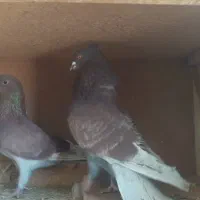 سرخ پشت اخمو