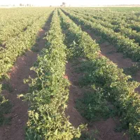 زمین-کشاورزی-5هکتار-با-آب-کافی-برای-کاشت-گوجه