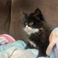 واگذاری گربه|گربه|قزوین, |دیوار