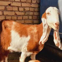 گیسه پاکستانی و نری پاکستانی اصل